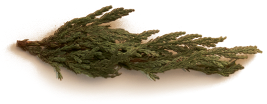 A green plant accent image.