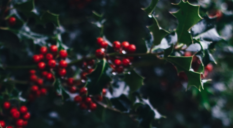 Image of holiday berries.